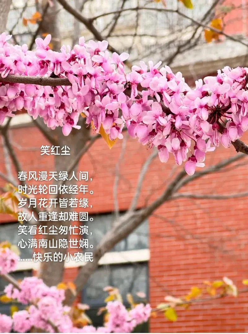 花落花开花满天出自_1