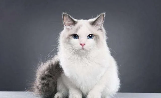 暹罗猫长毛叫什么-暹罗长毛猫品种