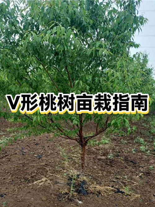 桃树一亩地种多少棵_2