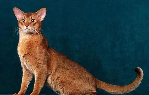 阿比尼西亚猫历史-阿比西尼亚猫起源