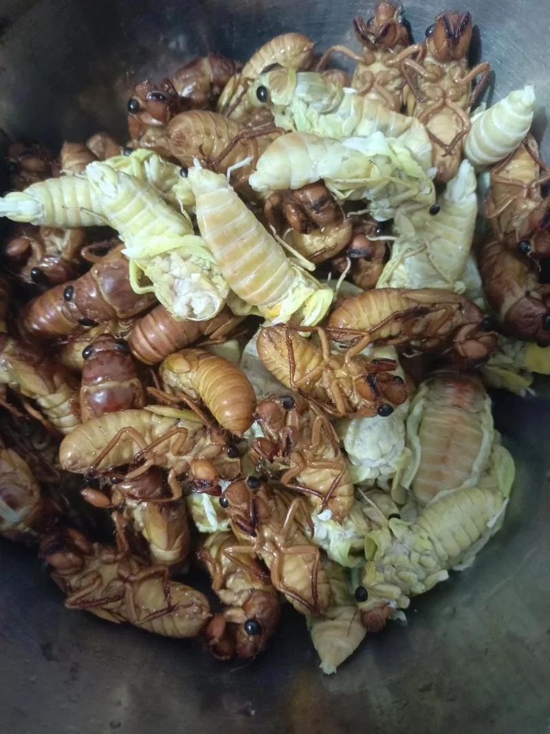 梦见烧熟的知了和蛇-梦食熟蝉与蛇