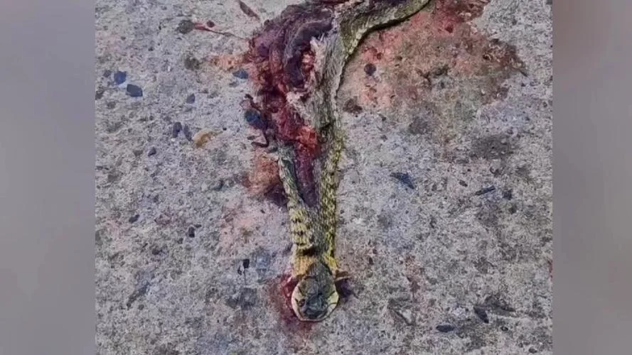 梦见自己打死蛇_1