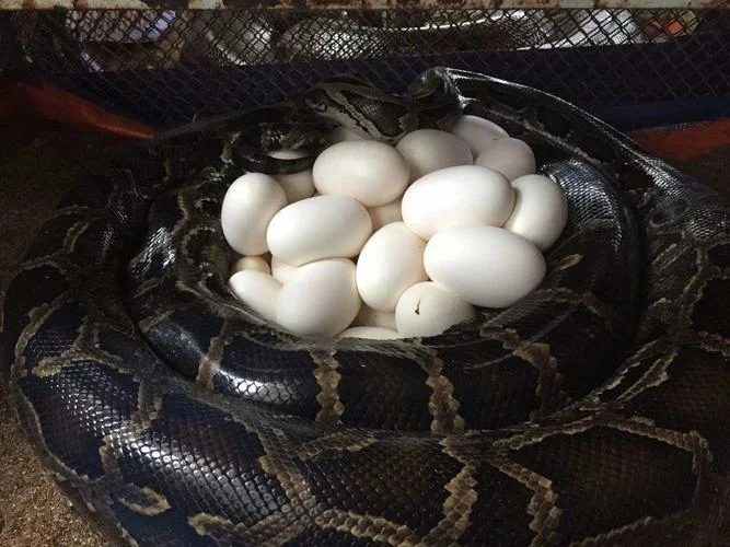 梦到黑色大蟒蛇啥意思_1