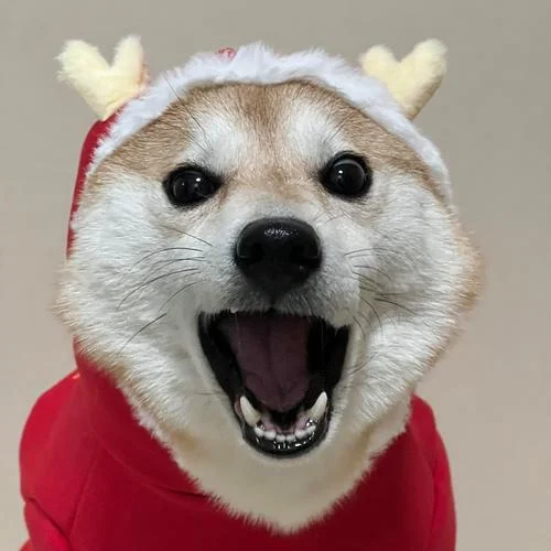 微信柴犬头像高清头像_2