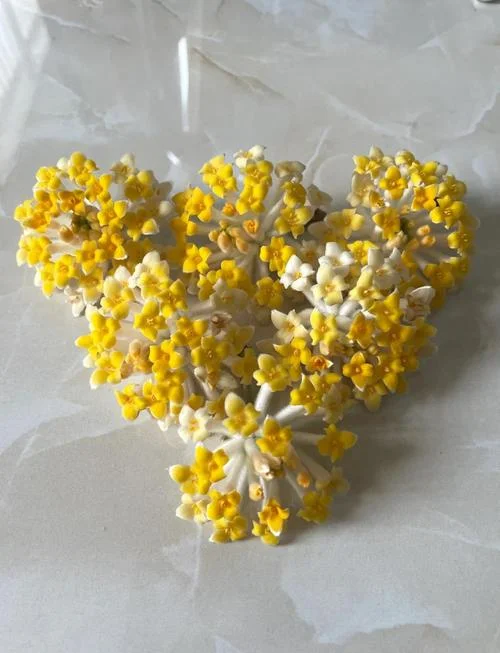 结香花别名叫什么_1