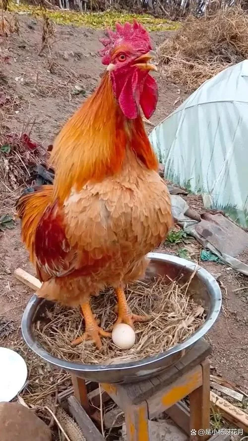梦见捡鸡是什么意思啊_1