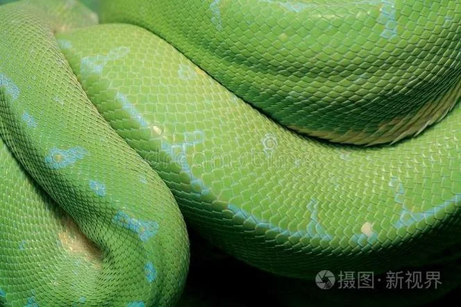 女人梦到好多绿色的蛇_2