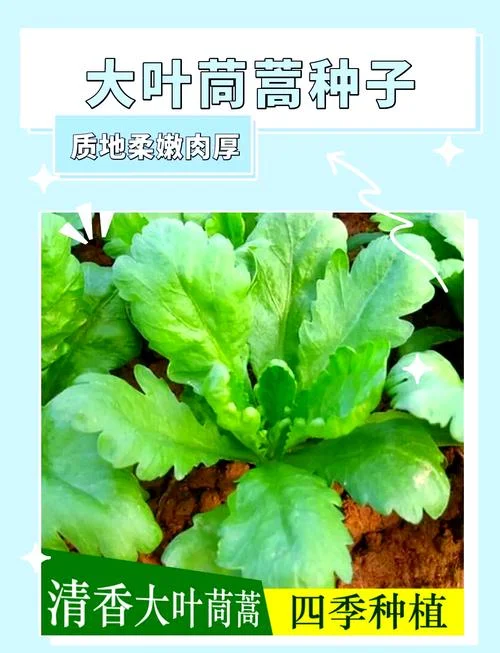 茼蒿北方几月份种植_1