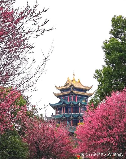 重庆十月看花景点推荐_2