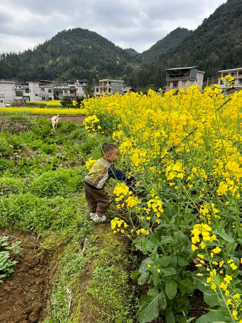梦见在田园里走路_1