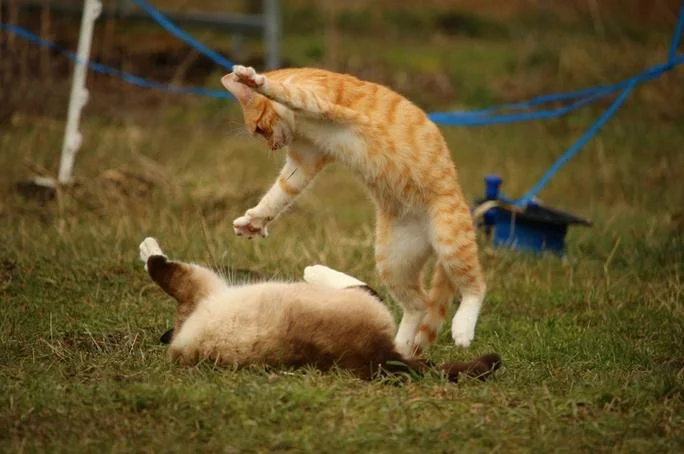 梦见打死猫-梦见杀猫
