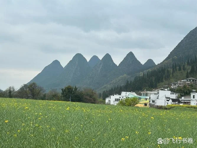 看油菜花的地方叫什么_1