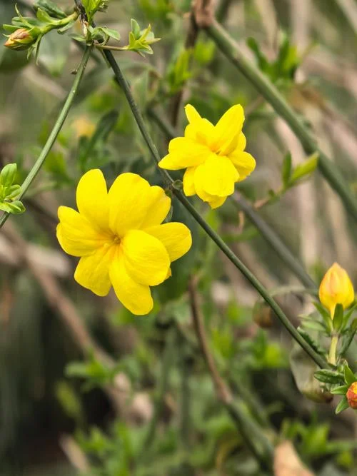 黄色的花叫什么名字_2