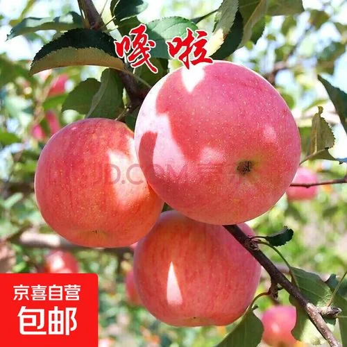 矮化苹果苗多少钱一颗-苹果苗矮化价格