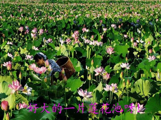 汉乐府的历史意义_1