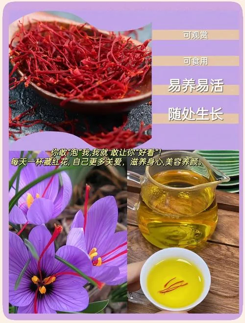 藏红花出自什么产地_1