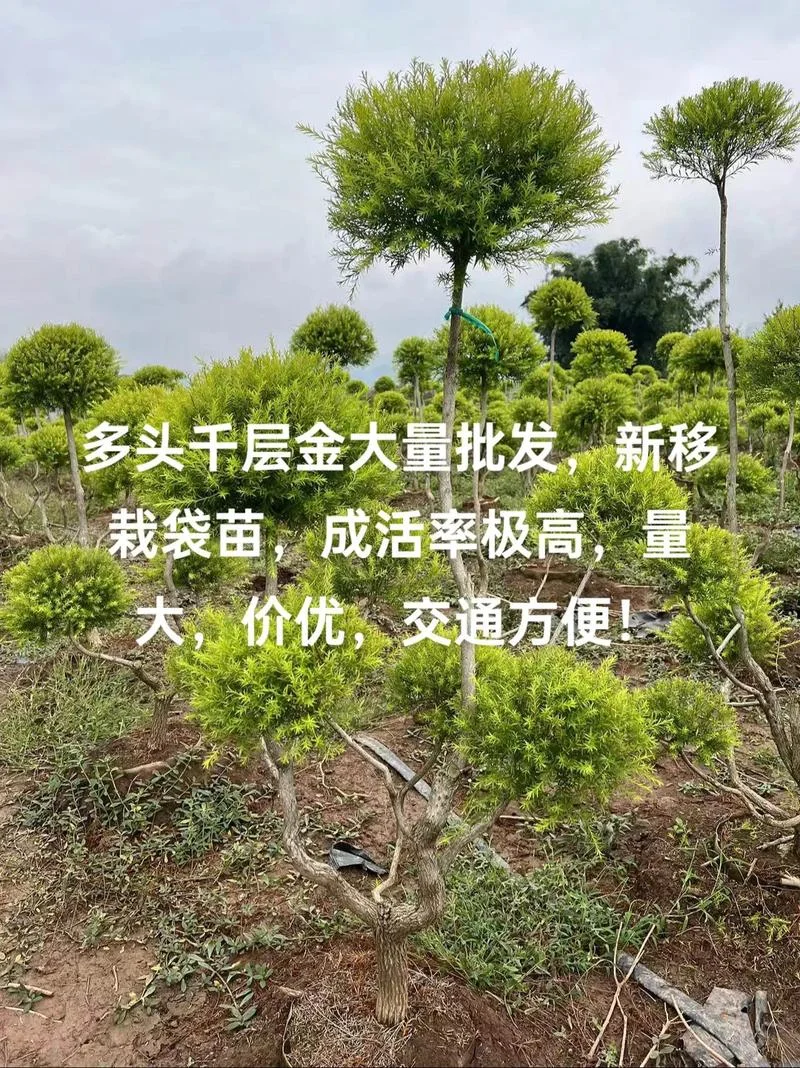 绿化苗木移栽要求_2