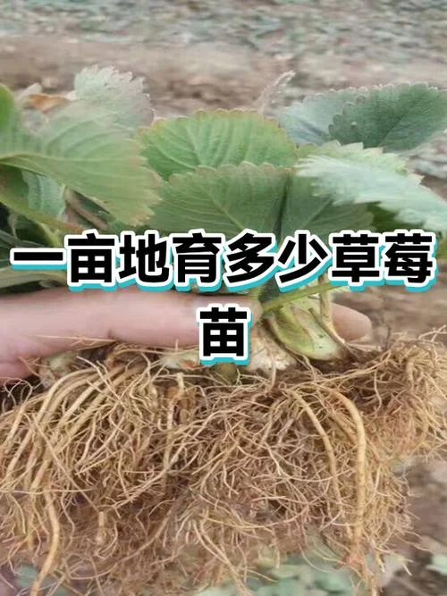 草莓的产量一亩地能产多少_2