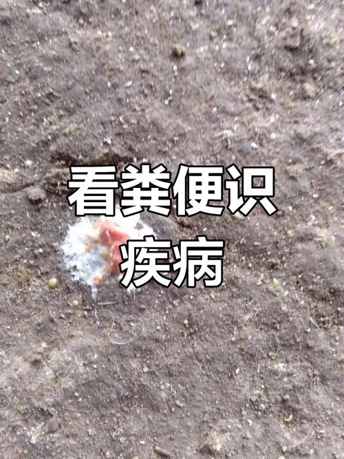 梦到鸡粪是什么意思-梦见鸡粪有何含义
