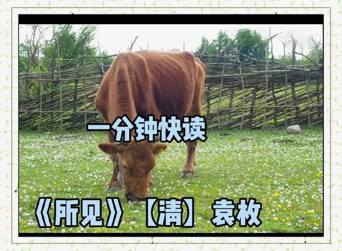 所见的作者是谁简介_1
