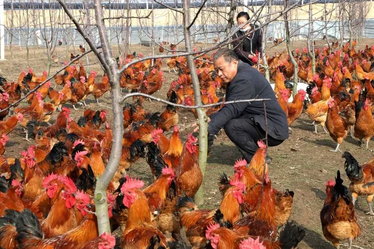 农民致富好项目养殖_2