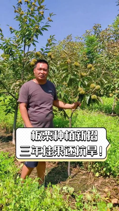 板栗种植一亩利润多少_2