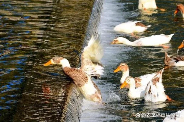 鸡迟宿的下一句_1