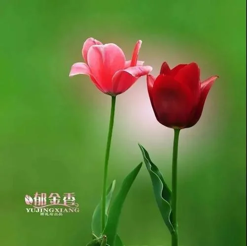 一任群芳妒上一句小说_1