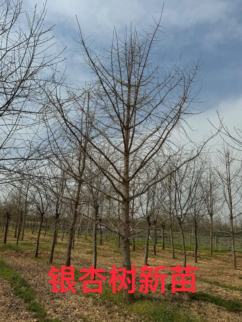 银杏树十年能长多大-银杏树十年可长多大
