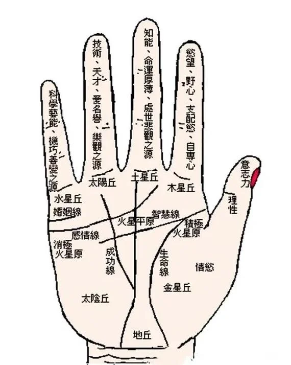 高官手相-高官手相解读
