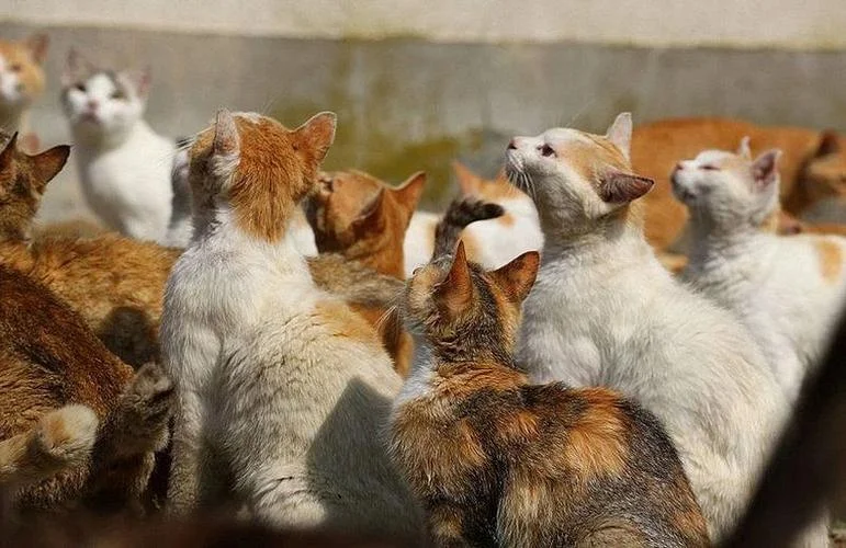 梦见很多的猫在身边_1