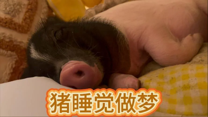 梦见很多猪是什么预兆-多梦猪多梦