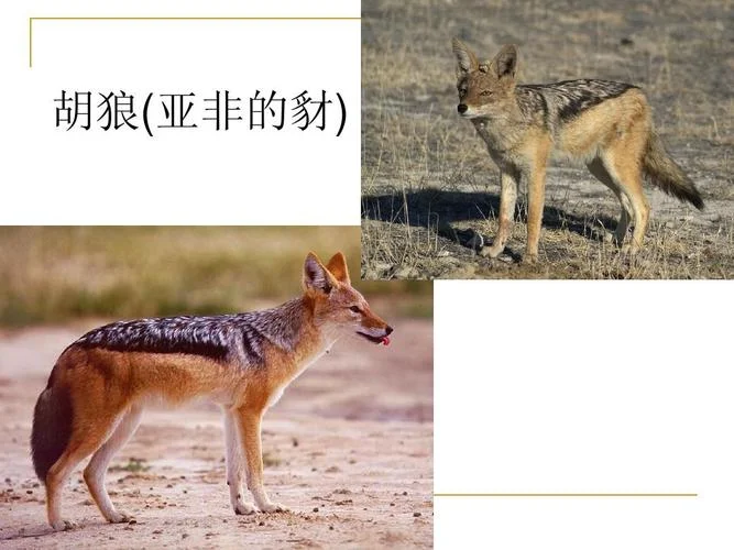 鹿和狼的故事读后感-鹿狼故事读后感