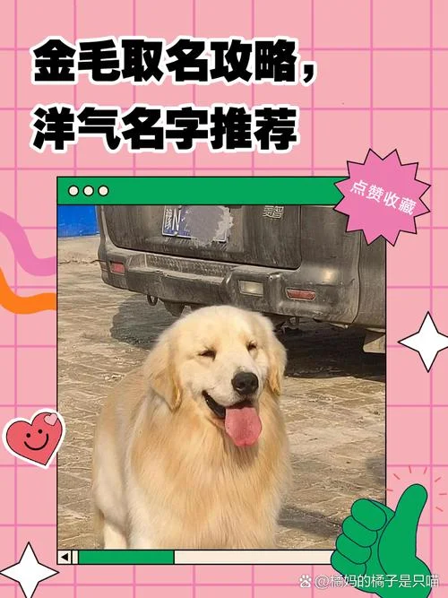 狗狗起名字霸气点-霸气狗狗起名
