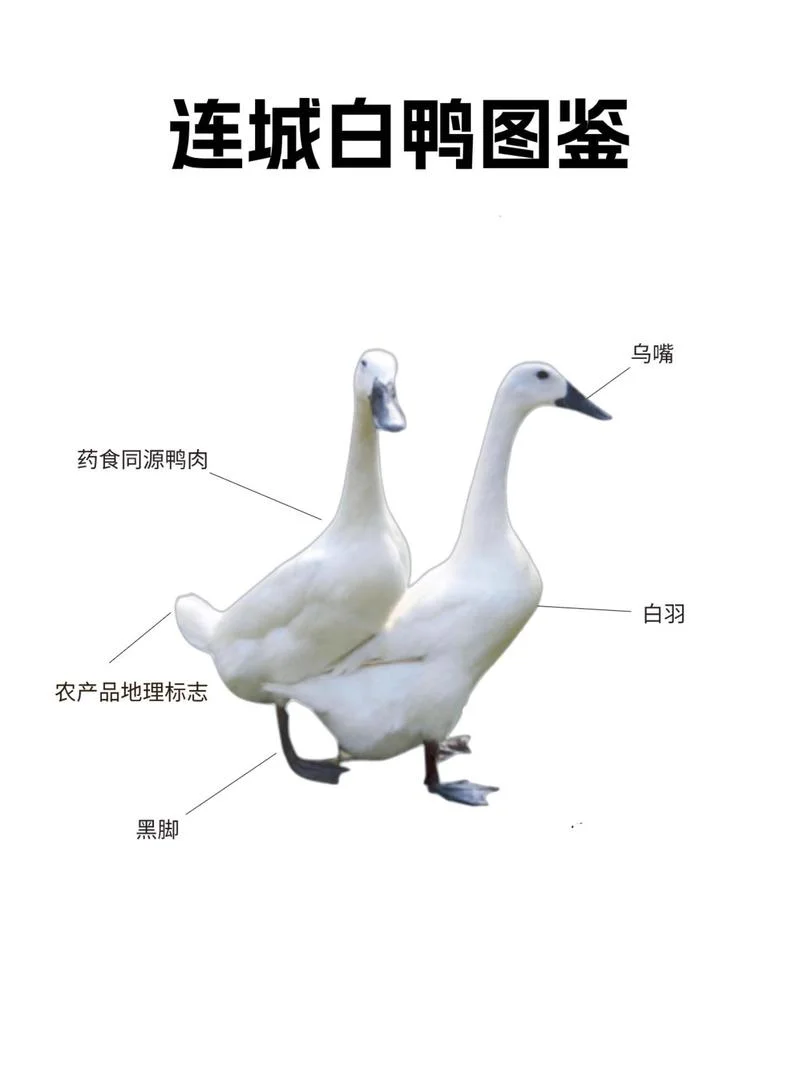 纯白的鸭子叫什么鸭_2