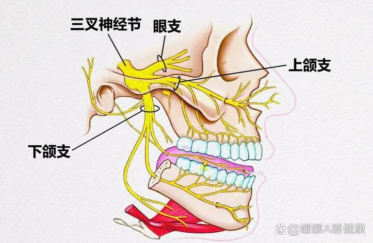 三叉神经出自哪个孔位_1