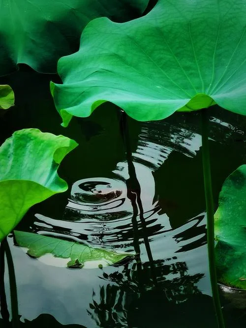 涟漪起 出自_1
