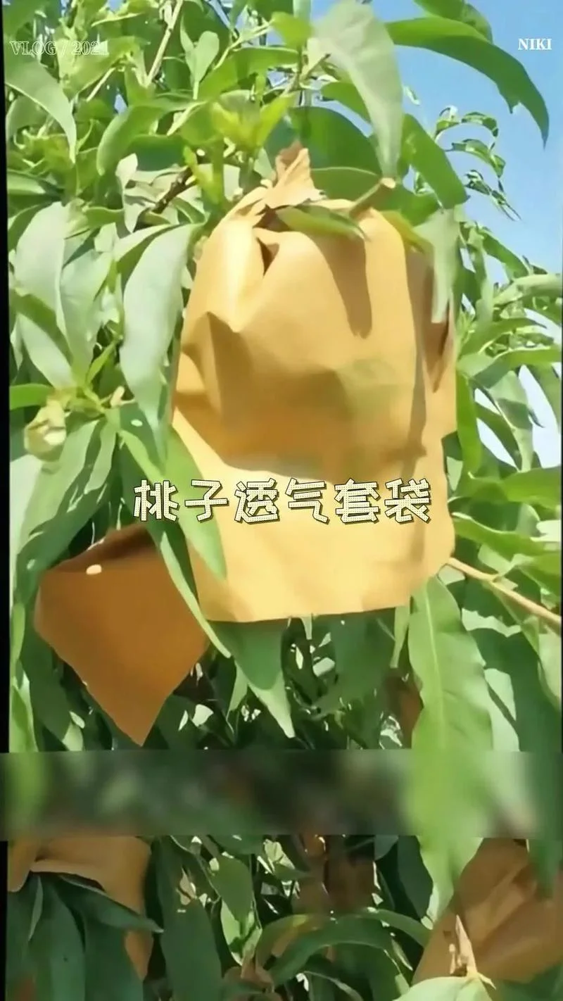 桃几月份套袋_1