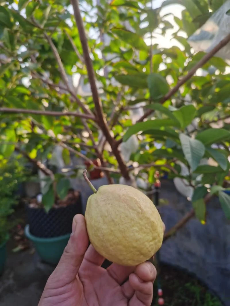 番石榴几月份成熟-10 月成熟
