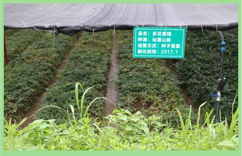 黄精种植亩投资多少_2