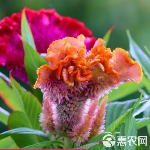 鸡冠花种子叫什么_2