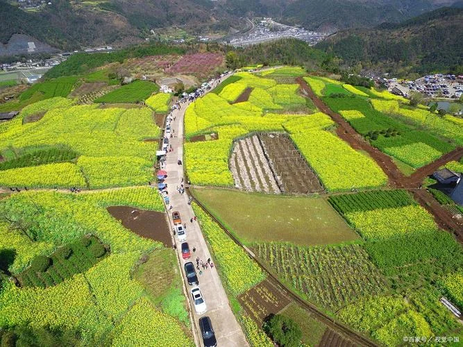 桑洲油菜花旅游攻略_1