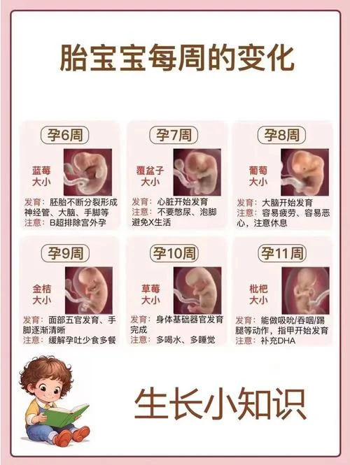 几月份怀孕比较好-最佳怀孕月份