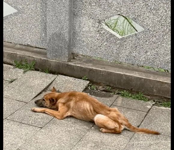 梦到骨瘦如柴的狗_1