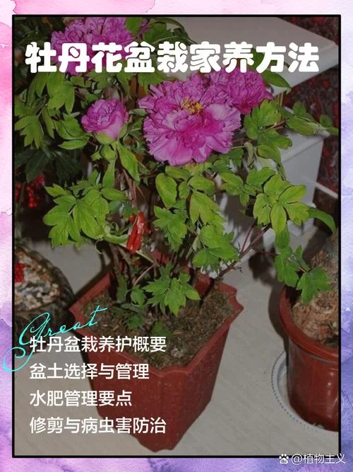 牡丹花的介绍及养护-牡丹花介绍与养护