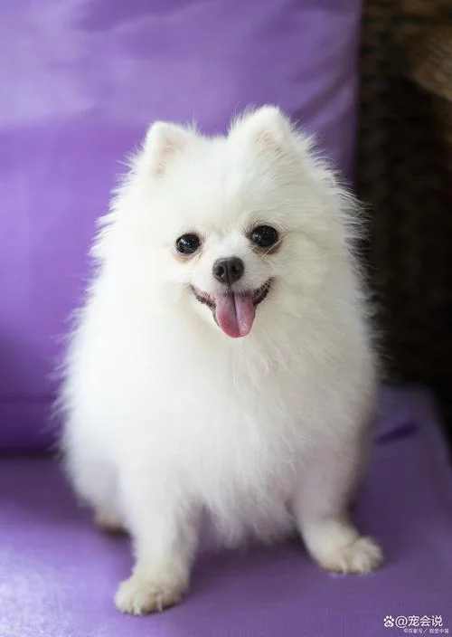英国博美犬又叫什么犬_1
