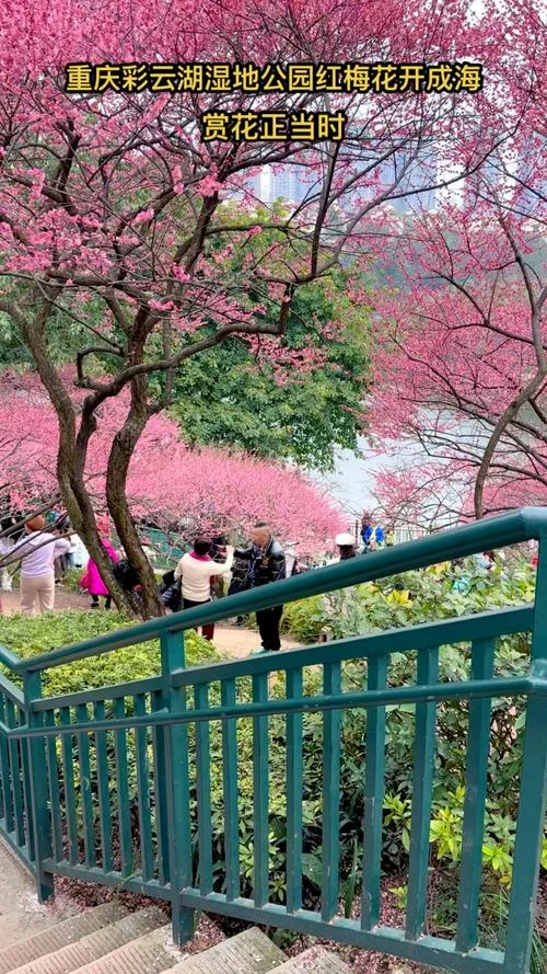 重庆十月看花景点推荐_1