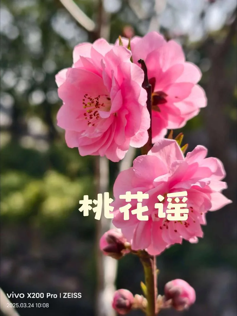 桃花叫什么-桃花叫什么花