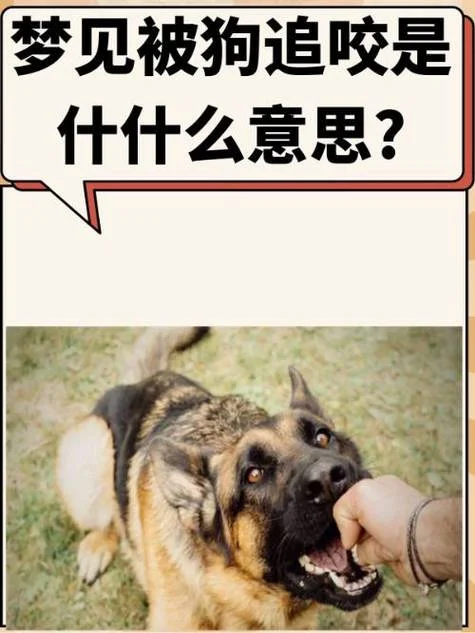梦见狗咬胳膊_1