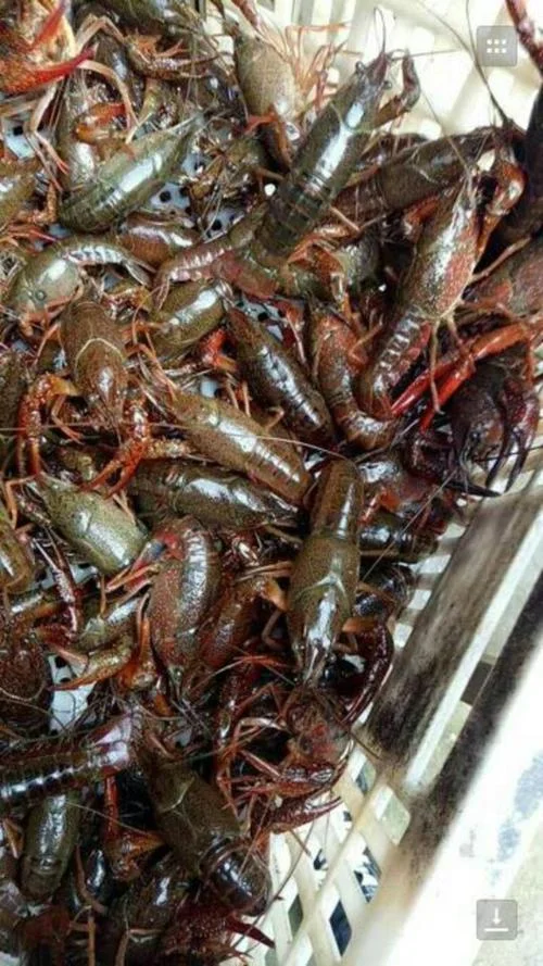 养殖龙虾一亩多少成本-一亩养殖龙虾成本
